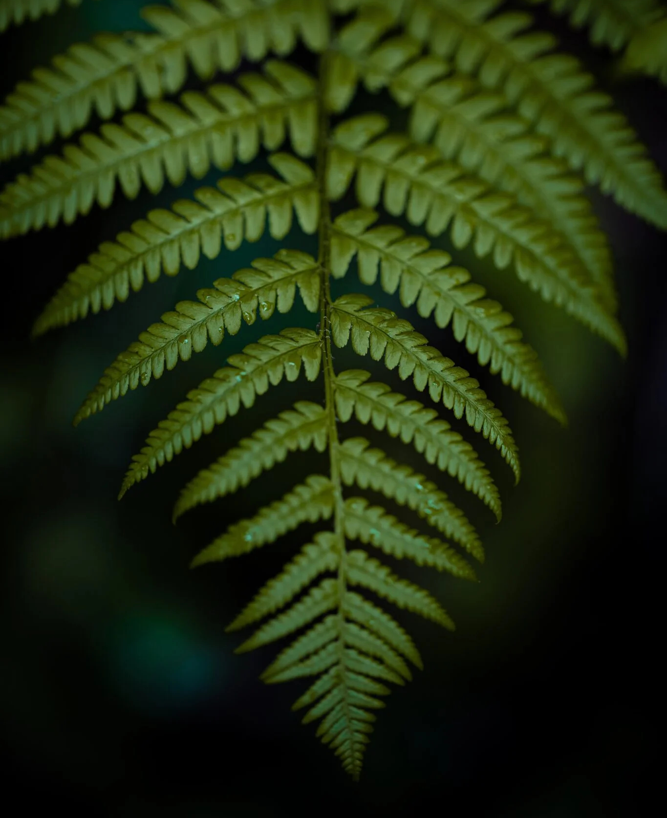 about-ferntree